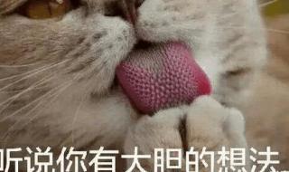 猫吃鱼不卡刺猫咪吃鱼为什么不怕鱼刺的原因